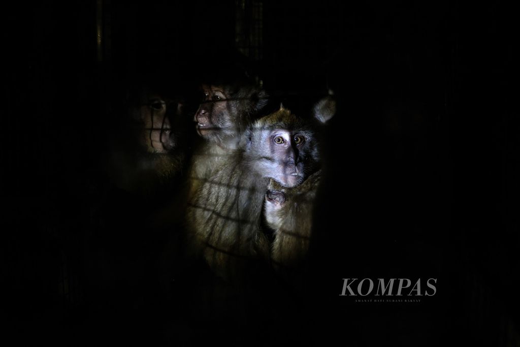 Monyet ekor panjang (<i>Macaca fascicularis</i><u>)</u> berkumpul di dalam kandang untuk dilepasliarkan di Pulau Panaitan, kawasan Taman Nasional Ujung Kulon, Banten.