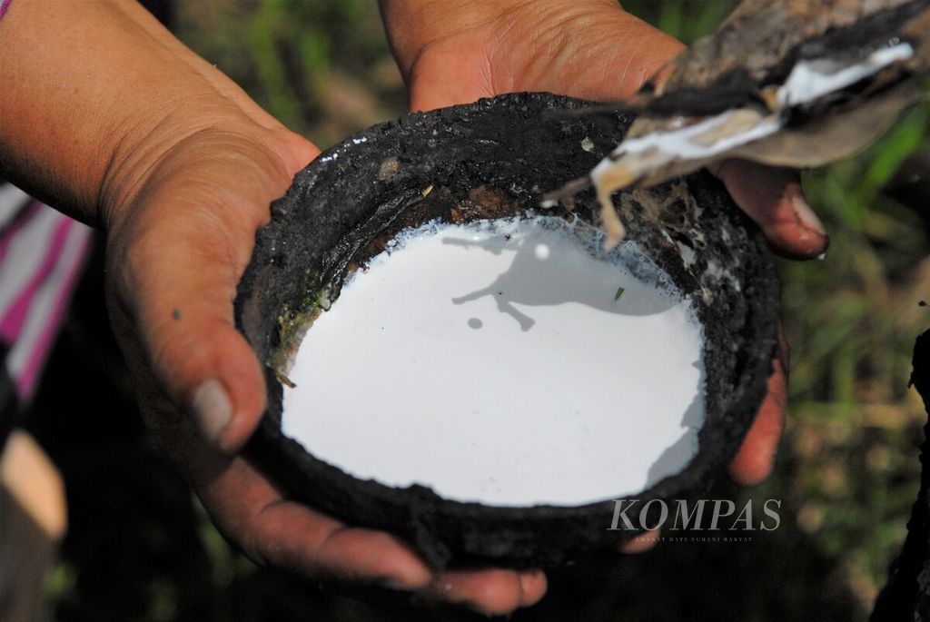 Harga getah karet turun drastis di Jambi tiga bulan terakhir. Satu kilogram karet remah kini dihargai Rp 7.000 per kilogram dari sebelumnya Rp 13.000. Petani jadi makin tak bersemangat ke kebun untuk menyadap getah karet. Tetesan getah di Desa Kubu Kandang, Kecamatan Pemayung, Batanghari, Jambi, Kamis (1/12/2022).