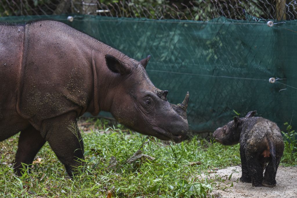 Badak sumatera Rosa bersama anaknya di Suaka Rhino Sumatera Taman Nasional Way Kambas, Lampung. Induk badak ini melahirkan bayi betina tersebut pada 24 Maret 2022.
