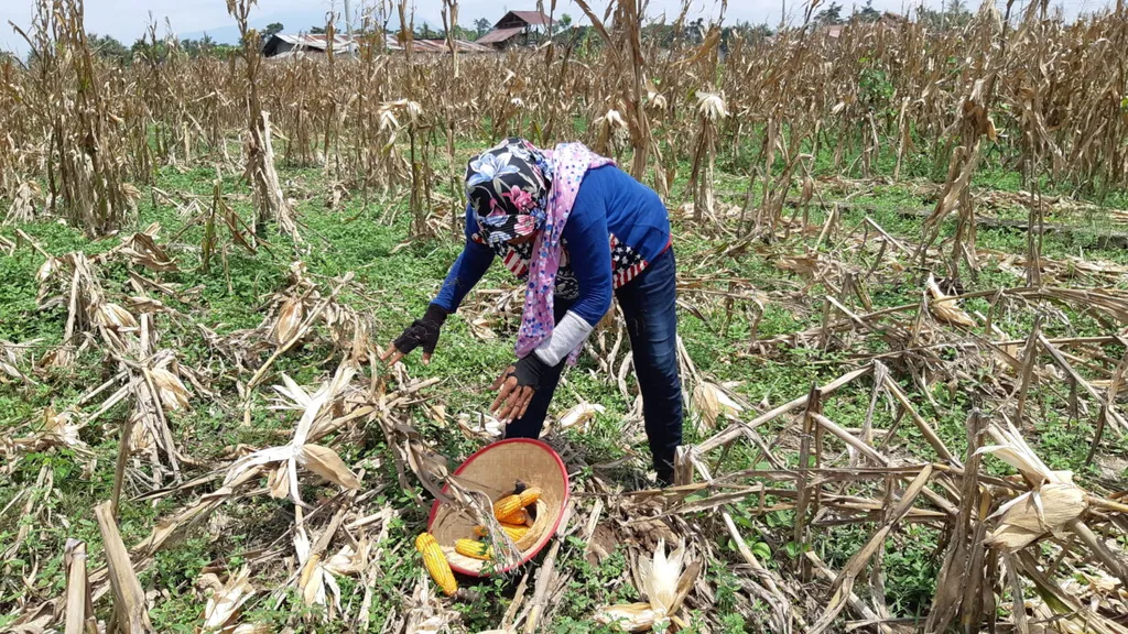 Petani Lampung Keberatan Aturan Baru Bulog, Harga Jagung Dinilai Tak Sesuai Biaya Produksi