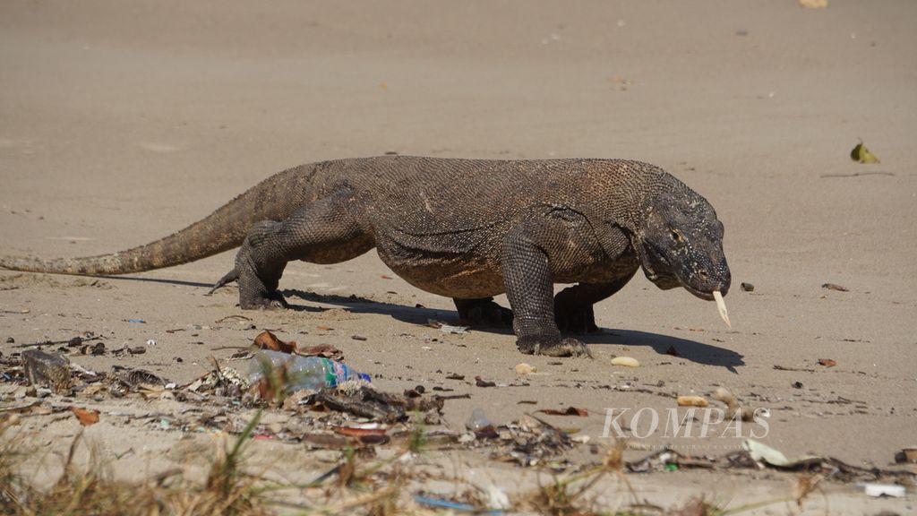 Seekor komodo berjalan menyusuri pesisir pantai di Pulau Komodo, Kawasan Taman Nasional Komodo, Nusa Tenggara Timur, Kamis (28/7/2022).