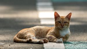 Mengapa Kucing Suka Pulang Sambil Membawa Bangkai Binatang?

