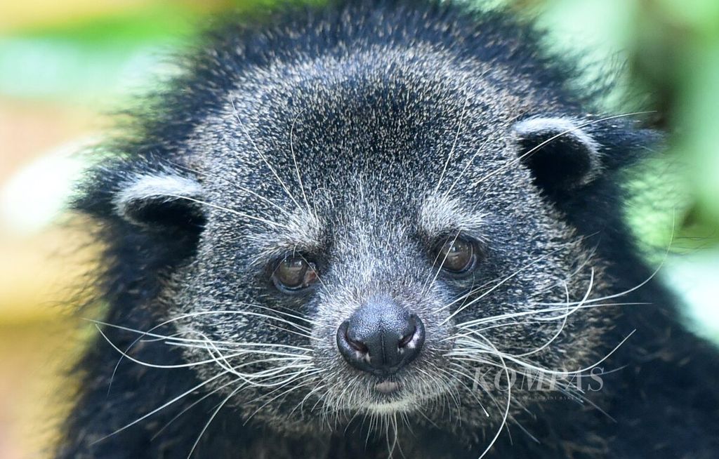 Binturong di Kebun Binatang Surabaya, Jawa Timur, Senin (13/9/2021). Kebun binatang yang pertama kali dibuka pada 1918 tersebut kini masih dalam keadaan ditutup, dampak diberlakukannya PPKM. Tanpa pemasukan, dalam sebulan KBS mengeluarkan biaya untuk pakan hewan sebanyak Rp 800 juta. 