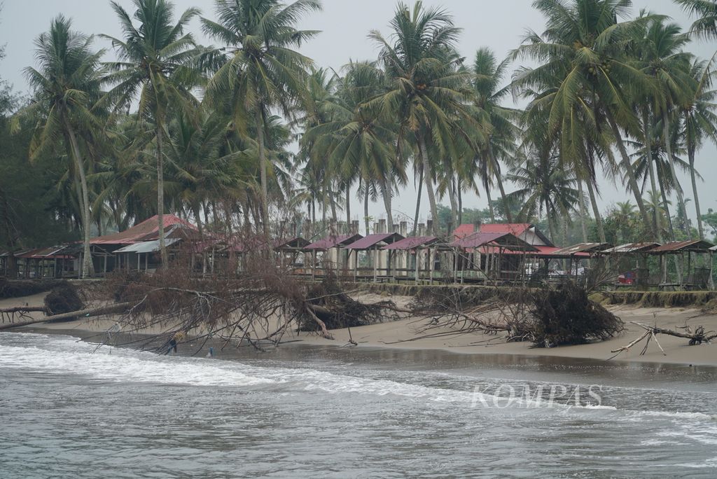 Beberapa pohon cemara laut tumbang di pesisir Kampung Pasir Jambak, Kelurahan Pasie Nan Tigo, Kecamatan Koto Tangah, Kota Padang, Sumatera Barat, Selasa (31/10/2023). Selain karena ombak besar saat musim angin selatan, abrasi juga dipicu tidak adanya batu pemecah ombak di kawasan ini. Puluhan pohon tumbang karena abrasi dan beberapa rumah warga terancam tergerus.