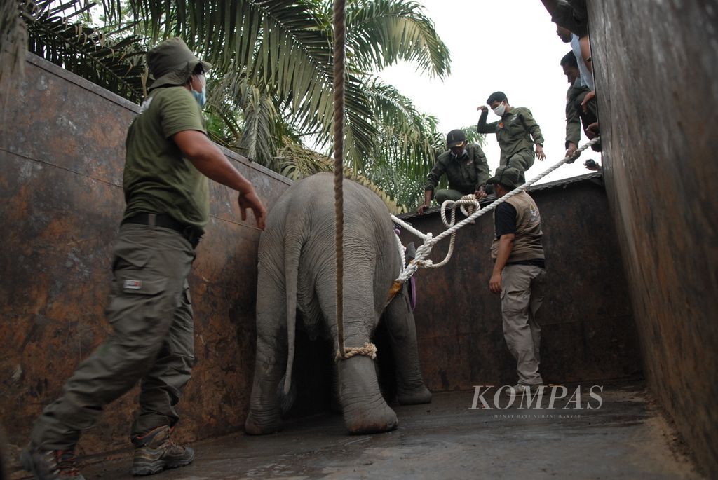 https://assetd.kompas.id/SB00Ma5vGtx9d23uhLpaLxtuGqQ=/1024x685/filters:watermark(https://cdn-content.kompas.id/umum/kompas_main_logo.png,-16p,-13p,0)/https%3A%2F%2Fkompas.id%2Fwp-content%2Fuploads%2F2021%2F08%2F3cdf76fc-4baa-47b1-9647-3b71577a0dde_jpg.jpg
