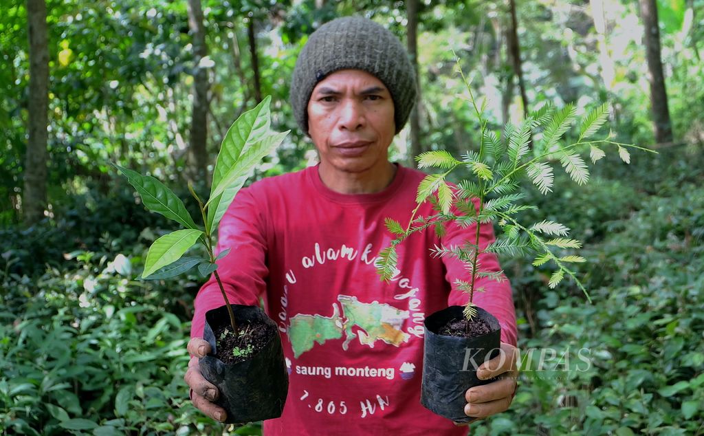 Manajer Lapangan Yayasan Saung Monteng Iwan Bace menunjukkan bibit pohon nyatoh (kiri) dan jamuju (kanan), jenis-jenis pohon endemis hutan Kamojang, Sabtu (28/5/2022), di persemaian Saung Monteng, Ibun, Kabupaten Bandung, Jawa Barat. Bibit yang sudah siap tanam bakal ditanam di lahan kritis hutan Kamojang untuk pemulihan ekosistem.