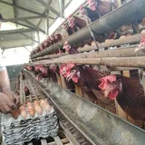 Peternak Ayam Blitar Tunggu Realisasi Janji Presiden