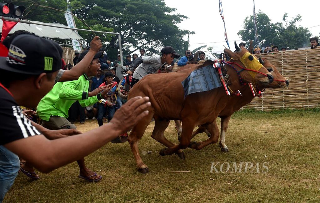 Suasana garis start pada Karapan Sapi Piala Presiden 2022 di Stadion Karapan Sapi RP Moh Noer, Bangkalan, Minggu (16/10/2022). Gelaran bergengsi tersebut diikuti oleh 24 pasang yang merupakan sapi terbaik yang mewakili kabupaten di Pulau Madura. 