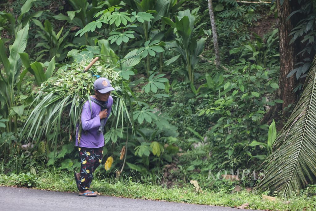 Pencari pakan ternak melintas di tepi Waduk Sermo di Desa Hargowilis, Kokap, Kulon Progo, DI Yogyakarta, Kamis (5/1/2023). Warga lansia di tepi waduk yang dibangun tahun 1994 itu sebagian besar masih berprofesi sebagai peternak dan petani.