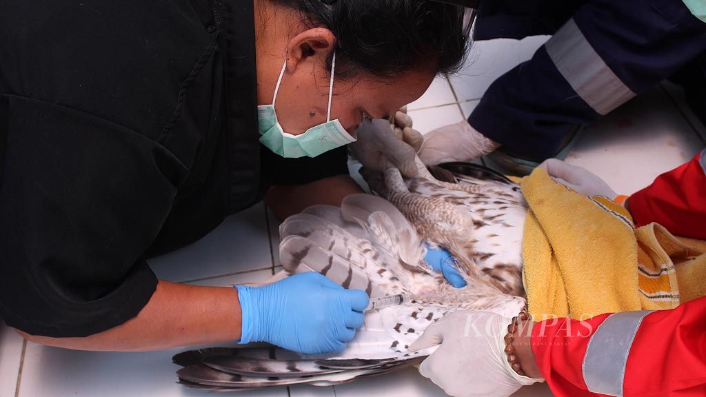 https://assetd.kompas.id/TXFhdFXXfNKJtQMAsMfbQAYAWfM=/1024x576/filters:watermark(https://cdn-content.kompas.id/umum/kompas_main_logo.png,-16p,-13p,0)/https%3A%2F%2Fkompas.id%2Fwp-content%2Fuploads%2F2019%2F11%2F20191128_ENGLISH-SERIAL-KONSERVASI-ELANG_A_web_1574952511.jpg