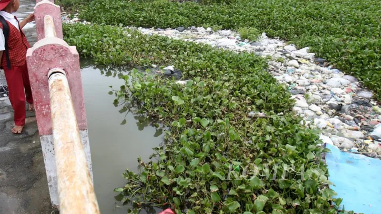 Anak-anak menyeberangi saluran irigasi di Desa Buni Bakti, Babelan, Bekasi, Jawa Barat, yang dipenuhi eceng gondok dan sampah rumah tangga, Senin (10/2/2025). Eceng gondok yang cepat berbiak tersebut dikeluhkan warga sekitar karena mempercepat pendangkalan dan menyebakan banjir saat musim hujan seperti sekarang ini. KOMPAS/TOTOK WIJAYANTO (TOK) 09-02-2025
