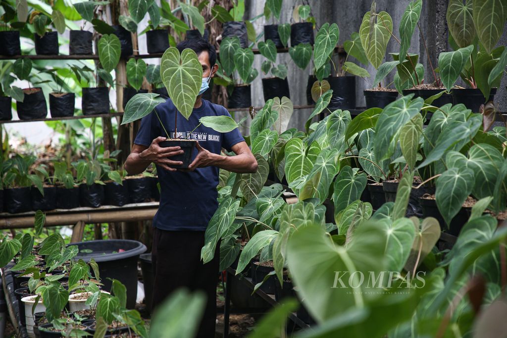 Septian memperlihatkan tanaman hias <i>Anthurium magnivicum verde</i> atau lebih dikenal dengan kuping gajah di <i>green house</i> miliknya di kawasan Pinang, Kota Tangerang, Banten, Senin (10/1/2022). Tanaman tersebut dijual melalui daring melalui lokapasar dan media sosial.