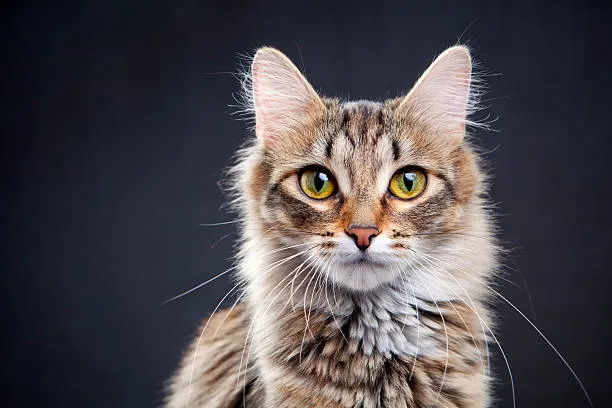 Portrait of a cat on a dark background