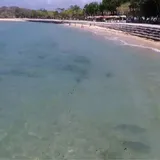 Hiu Perairan Australia Bermigrasi ke Pantai Bali