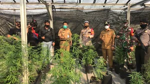 Ganja untuk Keperluan Medis, Menakar Besarnya Manfaat dan Risiko