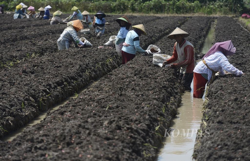 Buruh tani menanam bawang merah di Desa Gubugsari, Kecamatan Pegadon, Kebupaten Kendal, Jawa Tengah, Rabu (22/4/2020). Aktivitas pertanian di kawasan tersebut hingga saat ini berjalan normal di tengah pandemi Covid-19. Mereka tetap bekerja dan memproduksi seragam komoditas pertanian anyara lain padi, jagung, palawija dan bawang merah.