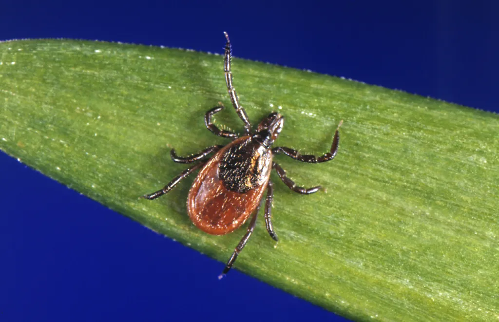 FILE - This undated photo provided by the U.S. Centers for Disease Control and Prevention shows a blacklegged tick, also known as a deer tick. Another mild winter and other favorable factors likely means the 2024 tick population will be equal to last year or larger, some researchers say. (CDC via AP, File)