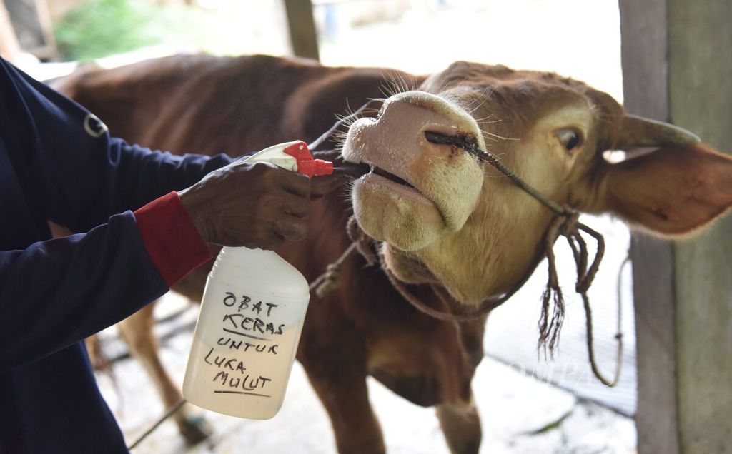 Sapi yang terjangkit penyakit mulut dan kuku mendapatkan obat di Desa Sembung, Kecamatan Wringinanom, Kabupaten Gresik, Jawa Timur, Rabu (11/5/2022). 