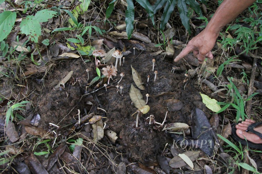 Kotoran gajah di lokasi penembakan gajah liar di Desa Karang Ampar, Kecamatan Ketol, Kabupaten Aceh Tengah, Selasa (11/2/2020). Penembakan gajah liar terjadi pada Juli 2017.