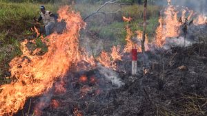 Mengapa Ancaman Kebakaran Hutan Terus Terjadi di Indonesia?