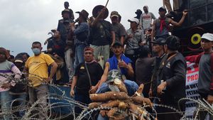 Pasar Dikuasai Segelintir Perusahaan, Petani Singkong Lampung Tak Berdaya