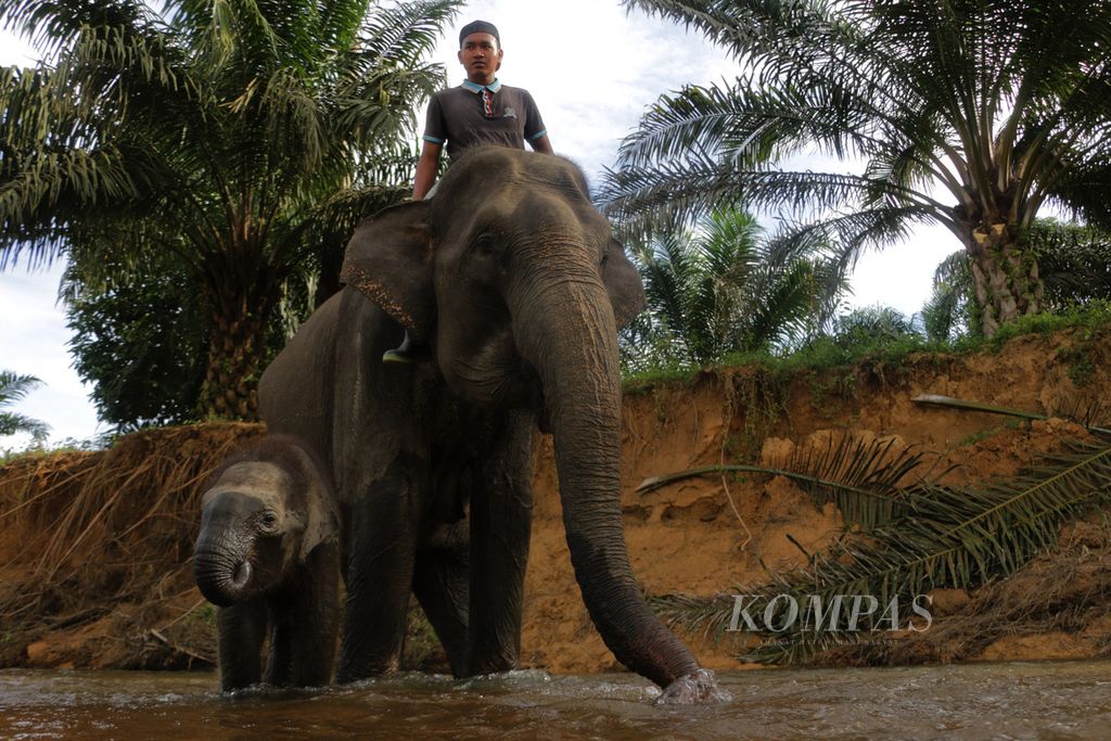 Bayi dan induk gajah sumatera di Trumon, Aceh Selatan, Aceh, Rabu (10/5/2017).