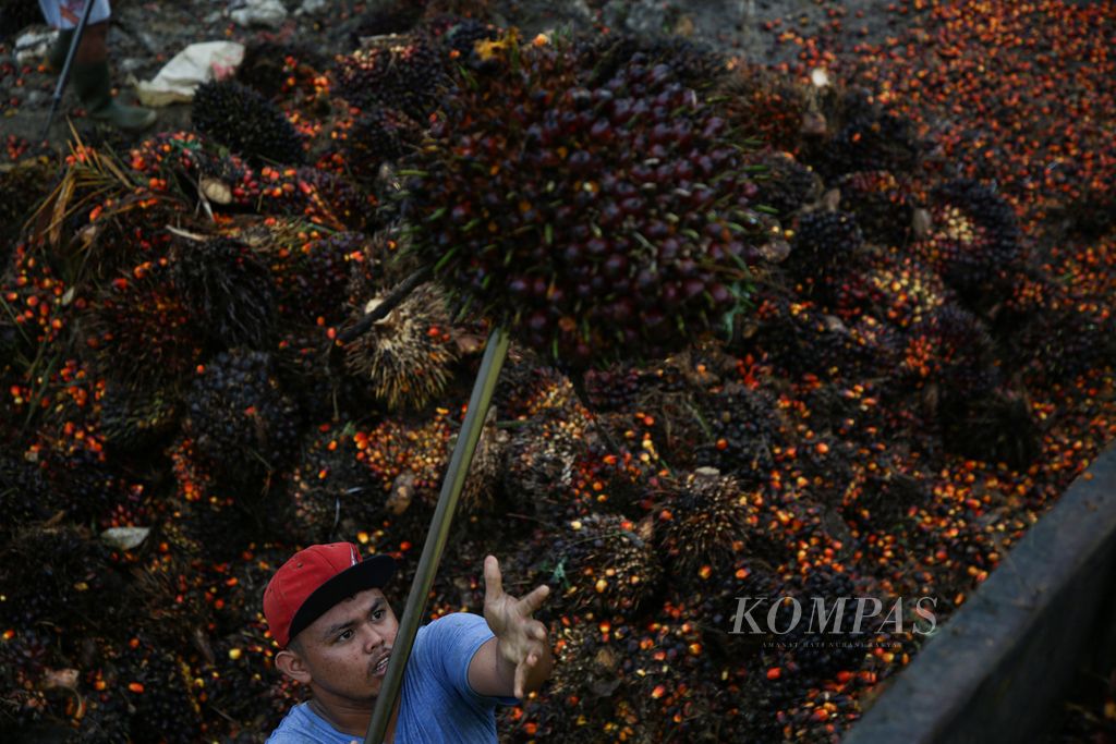 Pekerja memuat buah sawit ke atas truk pengangkut di desa Semoi 2, Sepaku, Kabupaten Penajam Paser Utara, Kalimantan Timur, Kamis (11/3/2021). Lulu, salah seorang petani mengakui harga tandan buah segar (TBS) sawit saat ini berada di harga baik yaitu kisaran Rp 17.000 hingga Rp 20.000 per kilogram. Kelapa sawit merupakan tanaman perkebunan utama di kabupaten Penajam Paser Utara. 