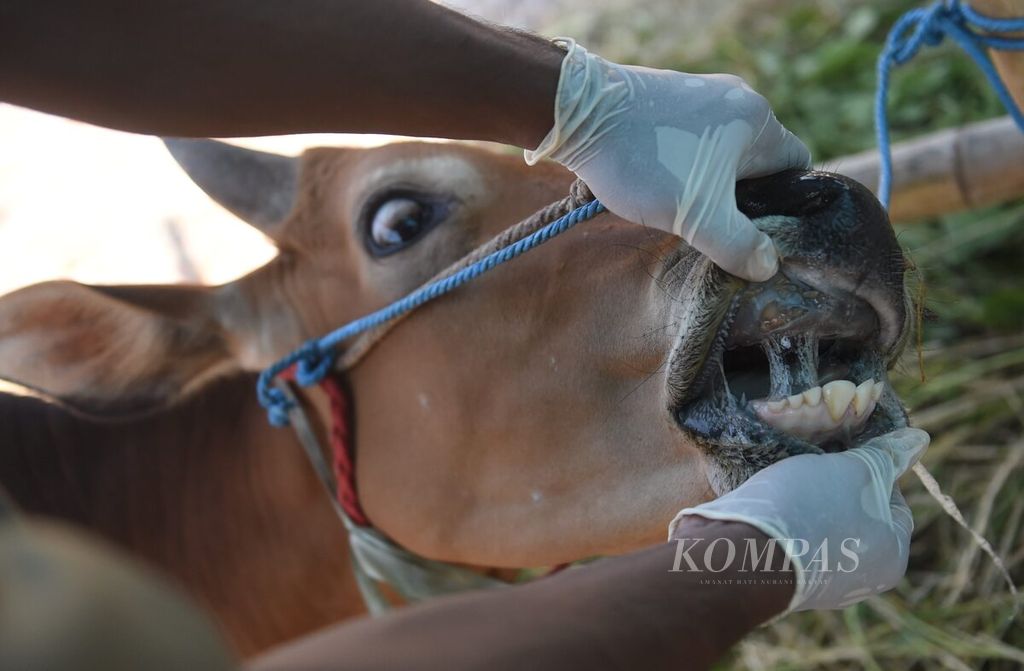 Petugas dari Dinas Ketahanan Pangan dan Pertanian (DKPP) Kota Surabaya melakukan pemeriksaan kepada sapi yang terduga terjangkit penyakit mulut dan kuku (PMK) yang dijual di salah satu penjual di Jalan Dr Ir H Soekarno, Kota Surabaya, Jawa Timur, Jumat (1/7/2022).  Dari pemeriksaan ditemukan satu sapi kurban terduga terjangkit PMK dengan gejala ringan. 