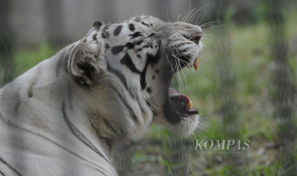 https://assetd.kompas.id/WkxZ7Nhn1nJVDQ_GKJCj1aPXuBU=/1024x606/filters:watermark(https://cdn-content.kompas.id/umum/kompas_main_logo.png,-16p,-13p,0)/https%3A%2F%2Fkompas.id%2Fwp-content%2Fuploads%2F2021%2F02%2F20140207Bah4_1613225822.jpg