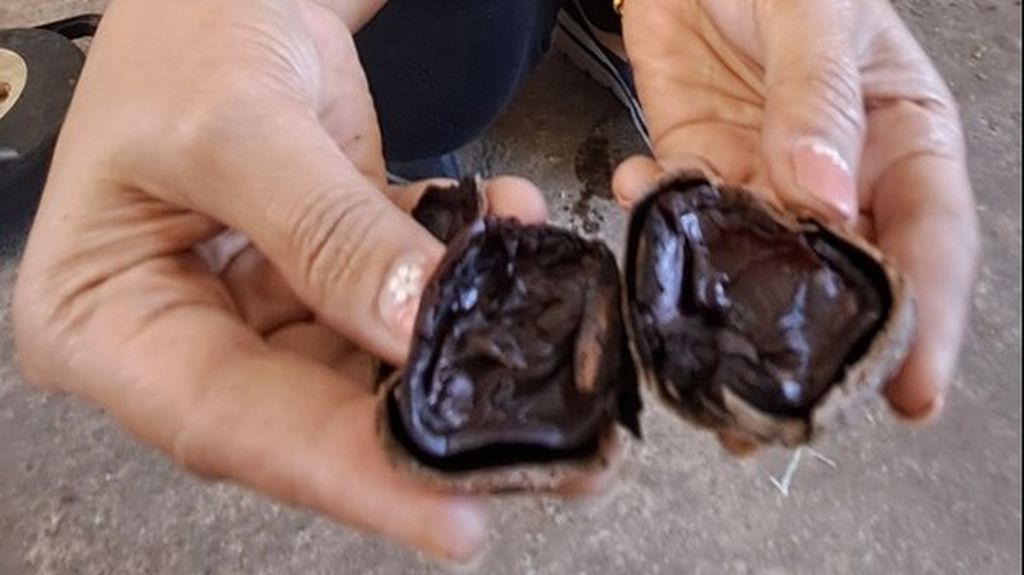 Tria, salah seorang pengepul pemilik UD Sumber Rempah, Watulimo, Kabupaten Trenggalek, menunjukkan isi keluak yang telah dimasak dan diperam siap jual.