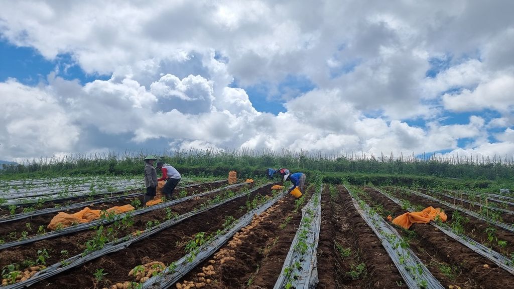 Sejumlah petani memanen kentang berkualitas ekspor di Desa Pulosari, Kecamatan Pangalengan, Kabupaten Bandung, Jawa Barat, Selasa (21/2/2023). Komoditas kentang ini dibudidayakan oleh kelompok tani dari Desa Pulosari, dan sebagian di antaranya merupakan kaum ibu.