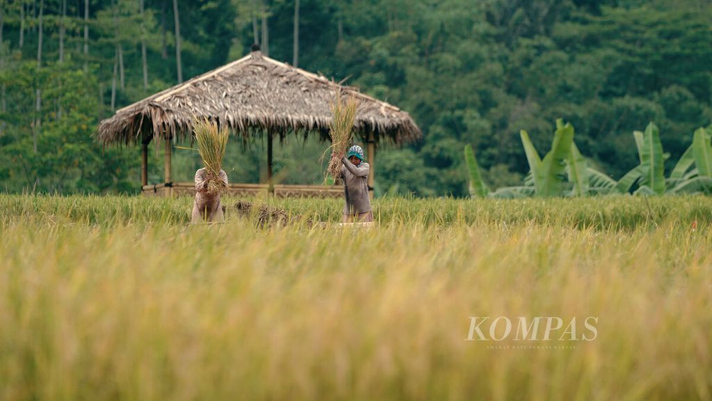 Buruh tani merontokkan padi merah di Desa Sukanegara, Kecamatan Jonggol, Kabupaten Bogor, Jawa Barat, Rabu (11/5/2022). Buruh tani mendapatkan upah Rp 50.000 untuk lima jam kerja dari pukul 07.00 WIB hingga 12.00 WIB. Ketika indeks harga pangan global mencapai level tertinggi sepanjang masa, pada Februari 2022, para petani padi di Tanah Air justru mengalami situasi sebaliknya. Harga gabah terus turun seiring meluasnya area panen musim rendeng empat bulan terakhir.