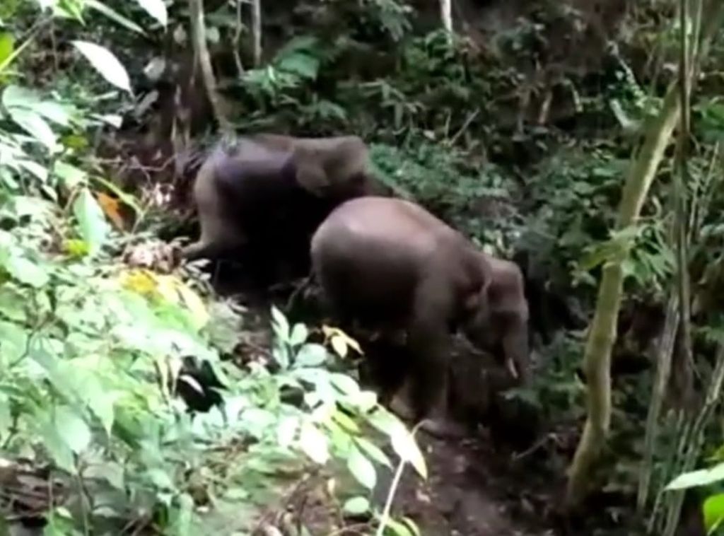 Dua gajah sumatera jantan muncul di Nagari Durian Gadang, Kecamatan Sijunjung, Kabupaten Sijunjung, Sumatera Barat (Sumbar), Selasa (14/2/2023). Ini peristiwa langka karena terakhir kali gajah muncul di Sumbar tahun 1980 di Solok Selatan. Sumber: tangkapan layar video warga di akun Instagram @sijunjung_traveling.