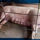 44.000 Babi Mati, Kerugian Capai Puluhan Miliar Rupiah