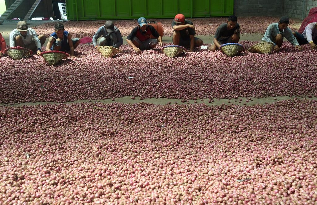 Pekerja memilah bawang merah di gudang penyimpanan di Kecamatan Sukomoro, Kabupaten Nganjuk, Jawa Timur, Sabtu (5/6/2021). Sebagai sentra produksi bawang merah Kabupaten Nganjuk mempunyai luas lahan sebanyak 13.000 hektar. Cuaca membuat panen menurun dari 12 ton bawang merah menjadi 8 ton perhektar. Harga bawang merah di tingkat petani berkisar dari Rp8000 hingga Rp15.000 tergantung kualitas serta banyaknya pasokan bawang merah di pasaran. Untuk panen raya diperkirakan akan jatuh pada Juli dan Agustus.