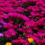 TEST 20231207 pemilu-2024 2