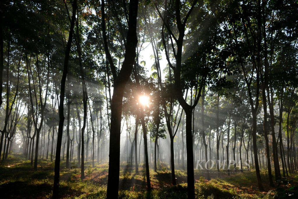 Sinar matahari pagi menerobos rerimbunan daun di area perkebunan karet milik PT Perkebunan Nusantara IX di Kecamatan Tuntang, Kabupaten Semarang, Jawa Tengah, Selasa (18/6/2019). Meski produksi sudah banyak menurun dan lahan karet dialihfungsikan, karet alam Indonesia masih mencapai 3,2 juta ton untuk memasok kebutuhan industri dalam negeri dan pasar ekspor. 