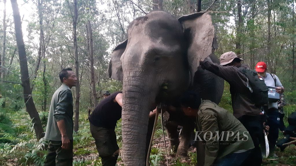 Petugas dari Balai Konservasi Sumber Daya Alam Sumatera Selatan dan Perkumpulan Jejaring Hutan Satwa sedang memasang GPS <i>collar </i>pada salah satu gajah sumatera liar di Kecamatan Air Sugihan, Kabupaten Ogan Komering Ilir, Sumatera Selatan, Jumat (13/5/2022). Teknologi ini digunakan sebagai upaya mitigasi konflik antara warga dan gajah.