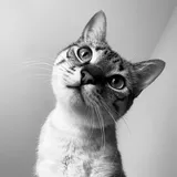 Test Artikel Pertama
