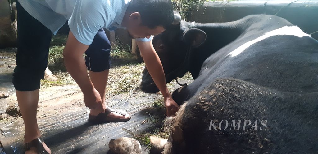 Pujo Santoso (44), warga Ampel, Kabupaten Boyolali, Jawa Tengah, merawat sapi-sapinya yang bergejala penyakit mulut dan kuku dengan segala cara yang ia dengar. Selama sebulan penuh, empat ekor ternak itu ia rawat dengan cairan infus NaCl, formalin, hingga obat luka.