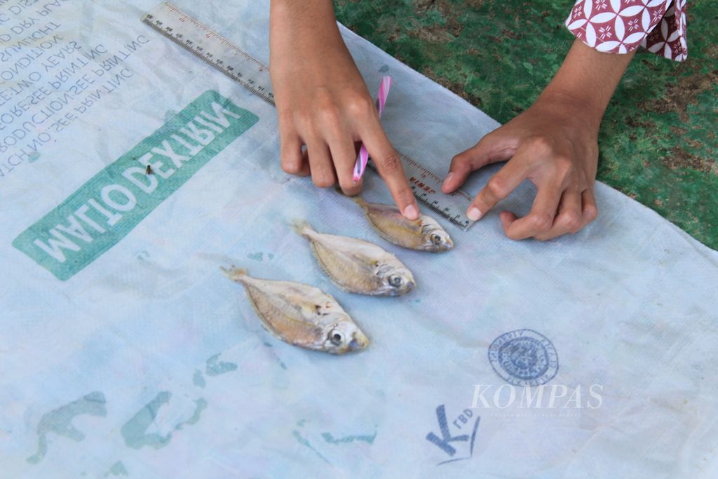 Pekerja mengukur ikan petek yang menjadi bahan baku pembuatan hidrolisat protein ikan (HPI) di pabrik PT Berikan Bahari Indonesia di Jalan Kertawinangun, Kecamatan Kandanghaur, Kabupaten Indramayu, Jawa Barat, Rabu (18/9/2024). 