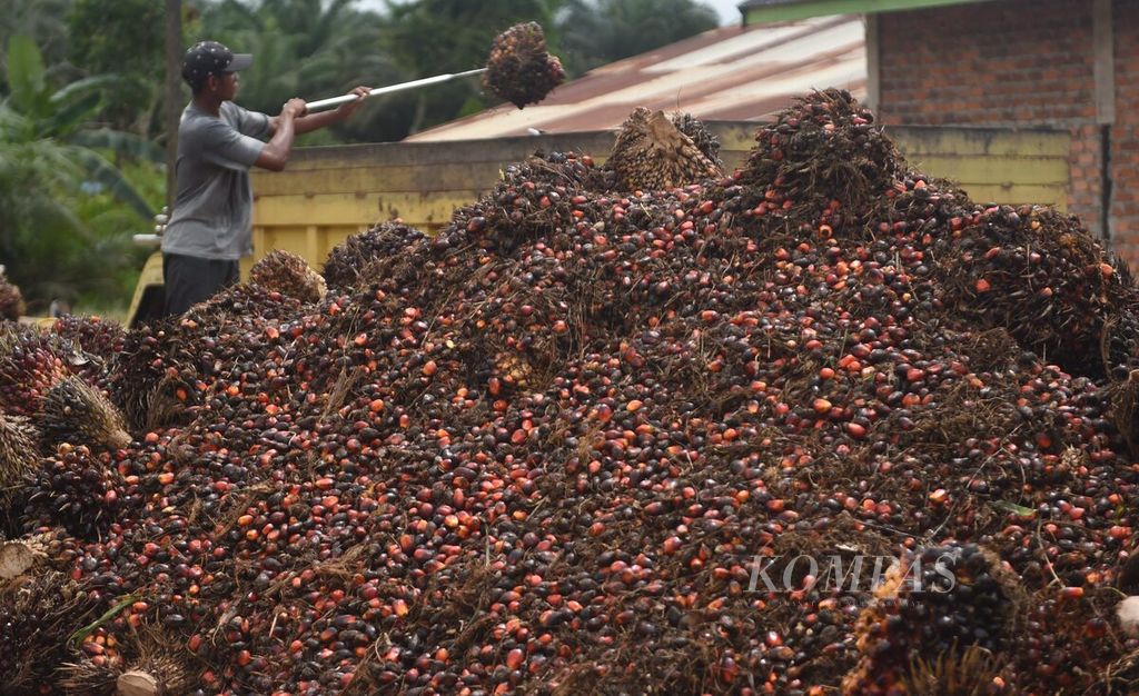 Pekerja memindahkan sawit kiriman petani ke atas truk untuk dikirim ke pabrik di Desa Bukit Raya, Kecamatan Sepaku, Kabupaten Penajam Paser Utara, Kalimantan Timur, Rabu (27/7/2022).