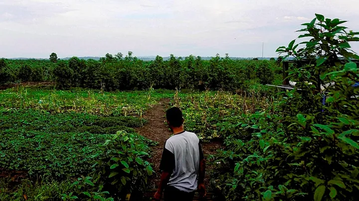 Teluku untuk artikel Kratom Bukan Narkotika, Pemerintah Akan Legalisasi untuk Tingkatkan Nilai Ekonomis