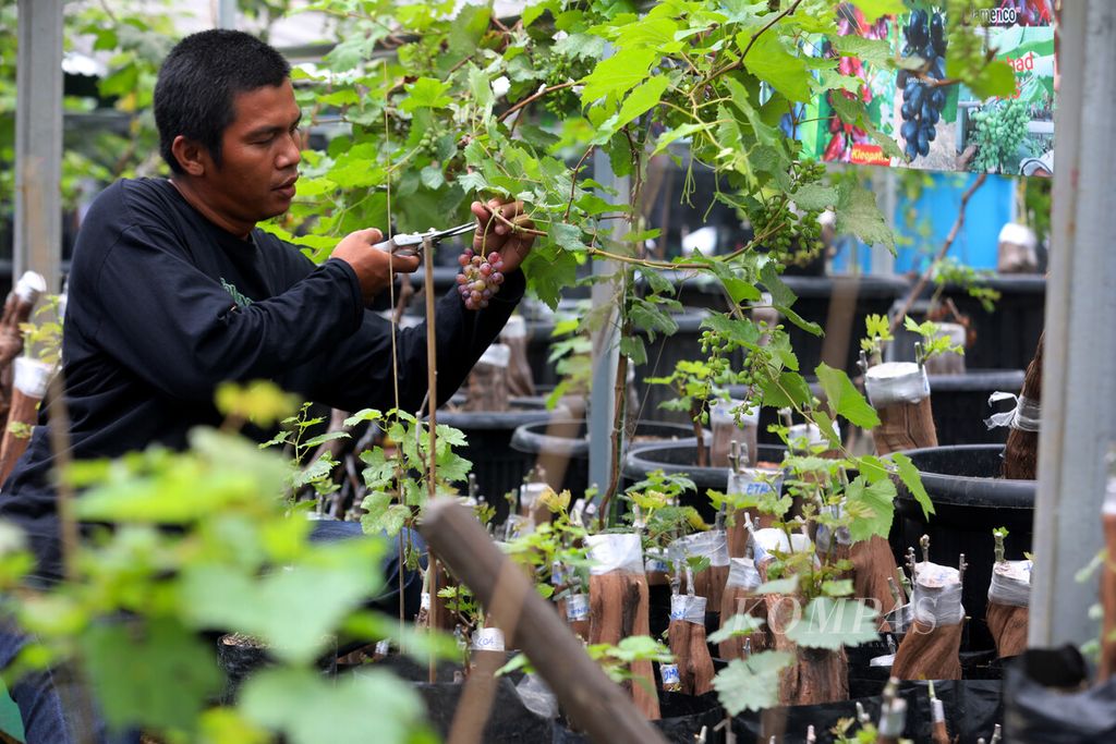 https://assetd.kompas.id/ZrXXTfOAmx2ah9FnIauEO7-SnlI=/1024x683/filters:watermark(https://cdn-content.kompas.id/umum/kompas_main_logo.png,-16p,-13p,0)/https%3A%2F%2Fkompas.id%2Fwp-content%2Fuploads%2F2021%2F02%2Fa8f9004f-fd86-46f1-adf8-03fbaeba5730_jpg.jpg