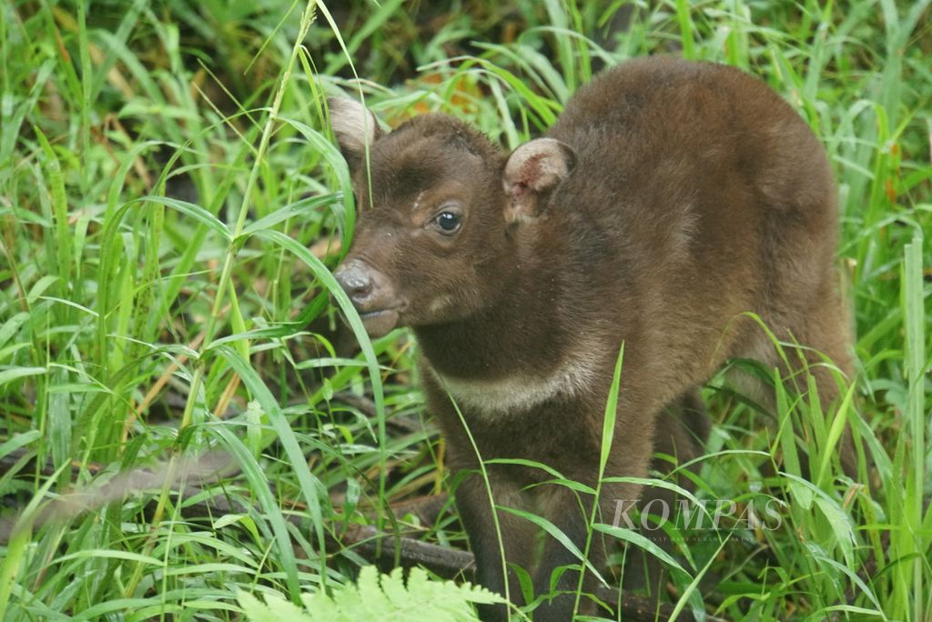 Anakan anoa (<i>Bubalus depressicornis</i>), Raden (2 minggu), tinggal di kandang penangkaran Anoa Breeding Center Manado, Sulawesi Utara, Kamis (2/2/2023).