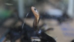 Bagaimana Ketersediaan Antivenom dan Gambaran Kasus Gigitan Ular di Indonesia?
