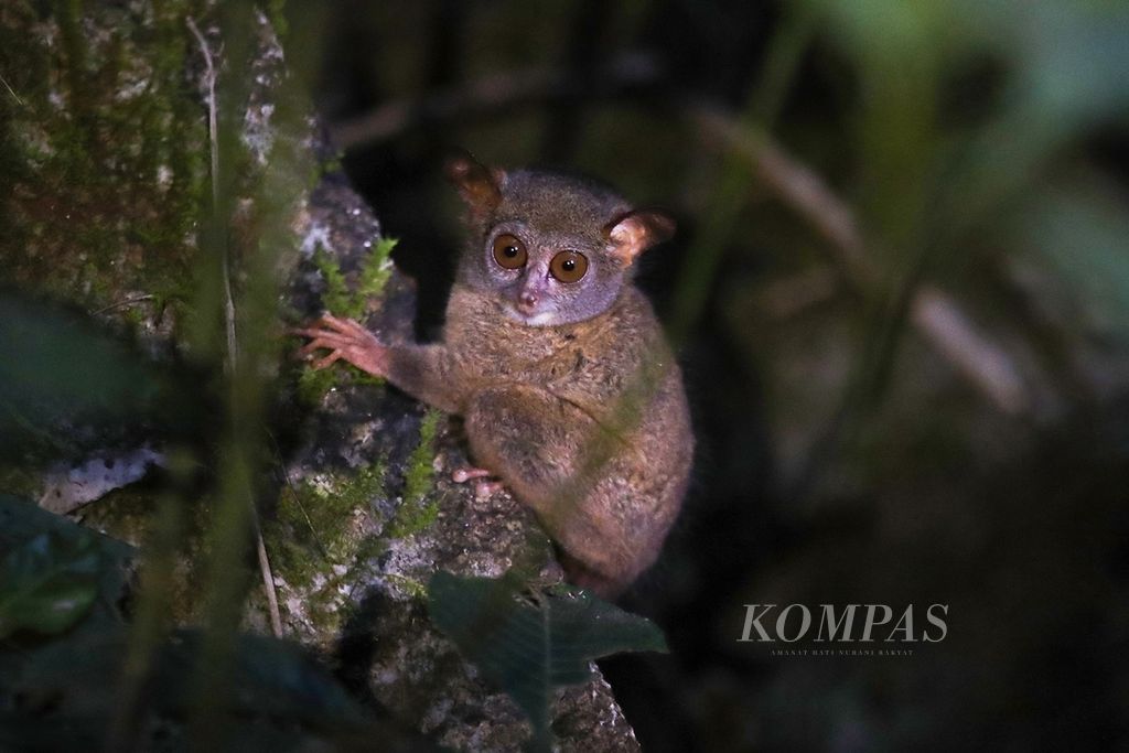 Tarsius keluar dari sarangnya di kawasan Taman Nasional Bantimurung Bulusaraung, Maros, Sulawesi Selatan, Juni 2019. 