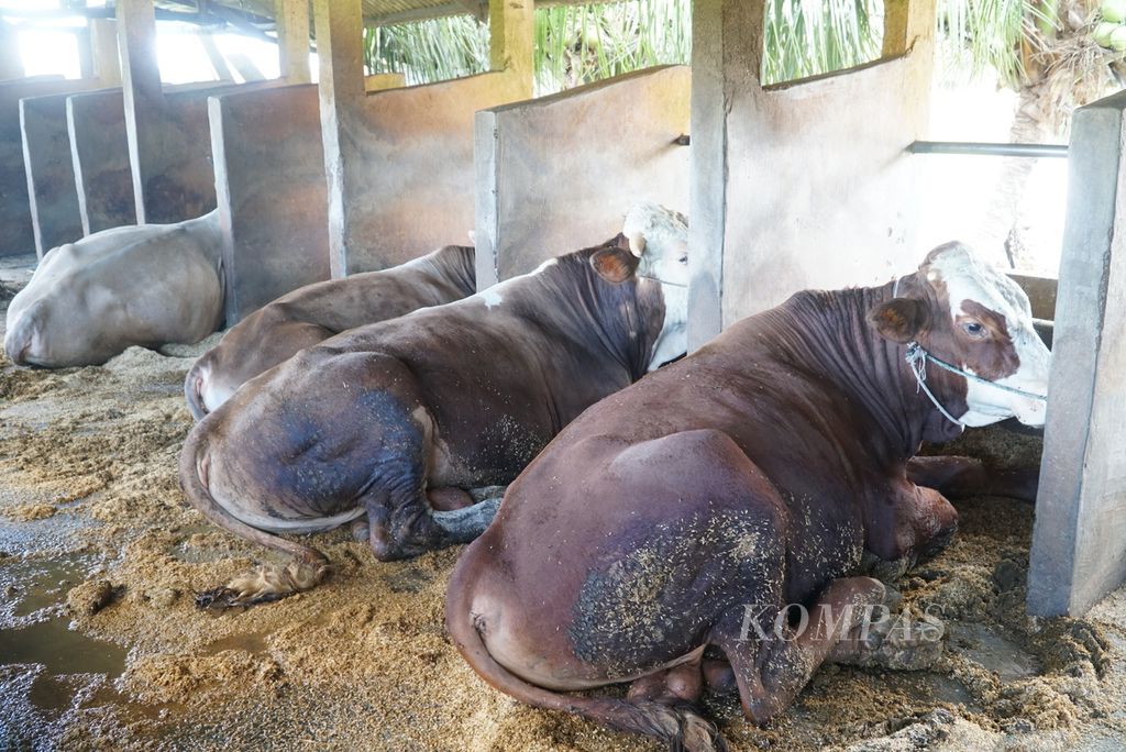 Kondisi sapi yang sembuh dari penyakit mulut dan kuku (PMK) di Nagari Ketaping, Kecamatan Batang Anai, Kabupaten Padang Pariaman, Kamis (21/7/2022). Padang Pariaman merupakan salah satu dari tiga daerah di Sumbar dengan kasus PMK tertinggi dengan jumlah kasus per 20 Juli 2022 mencapai 1.966 ekor. Peternak mengobati ternak yang terpapar PMK secara swadaya karena dinas peternakan setempat tidak punya obat-obatan.