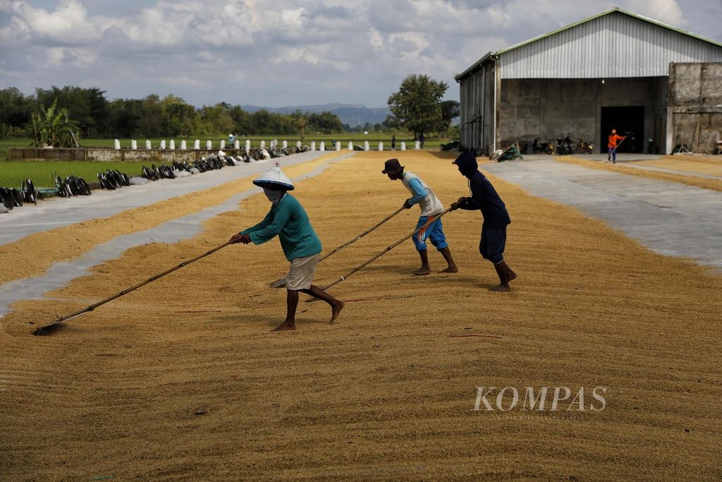 Pekerja menjemur gabah sebelum digiling di Desa Kramat, Dempet, Kabupaten Kudus, Jawa Tengah, 3 Maret 2023. 