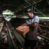 Peternak Unggas Minta Evaluasi Regulasi Harga Acuan